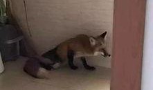 狐狸在线最新观看视频,揭秘最新热门视频背后的精彩故事